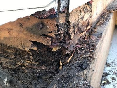 Professional basement mold remediation services in Chesterfield - Chesterfield Basement Mold Remediation